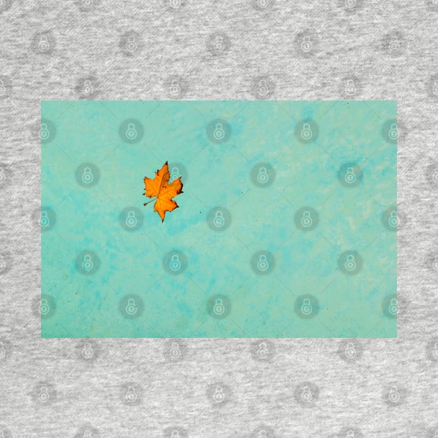 Floating Leaf In Pool by Robert Alsop